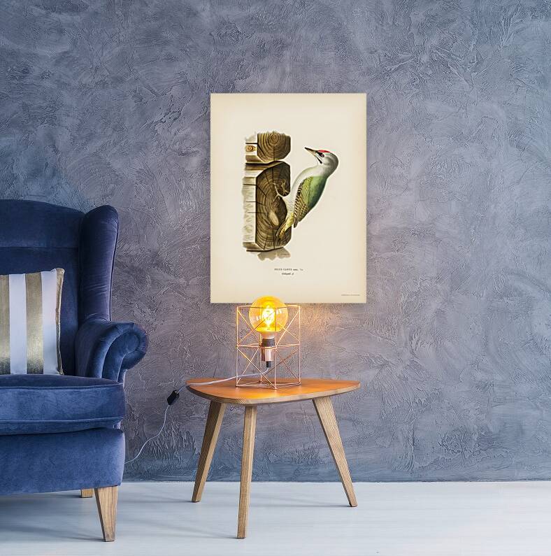 Picus canus ♂ Reproduction