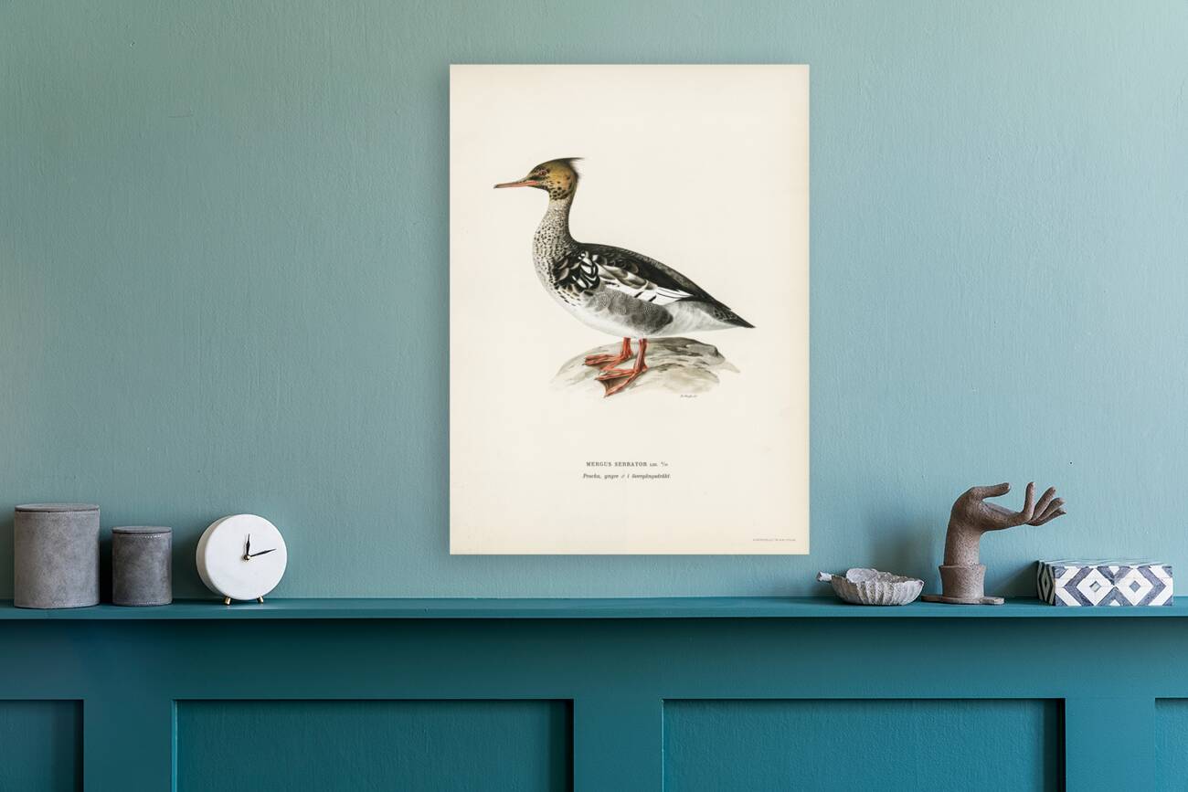 Mergus serrator Reproduction