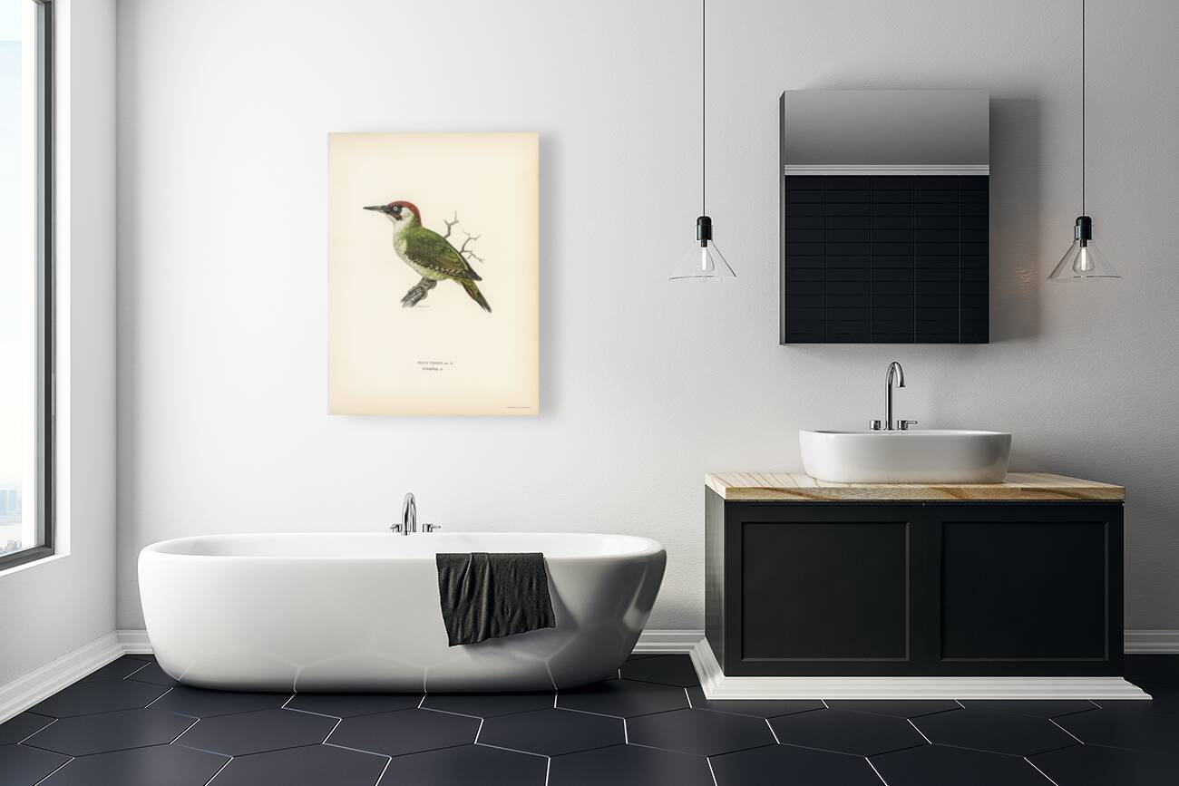 Picus viridis ♂ Reproduction