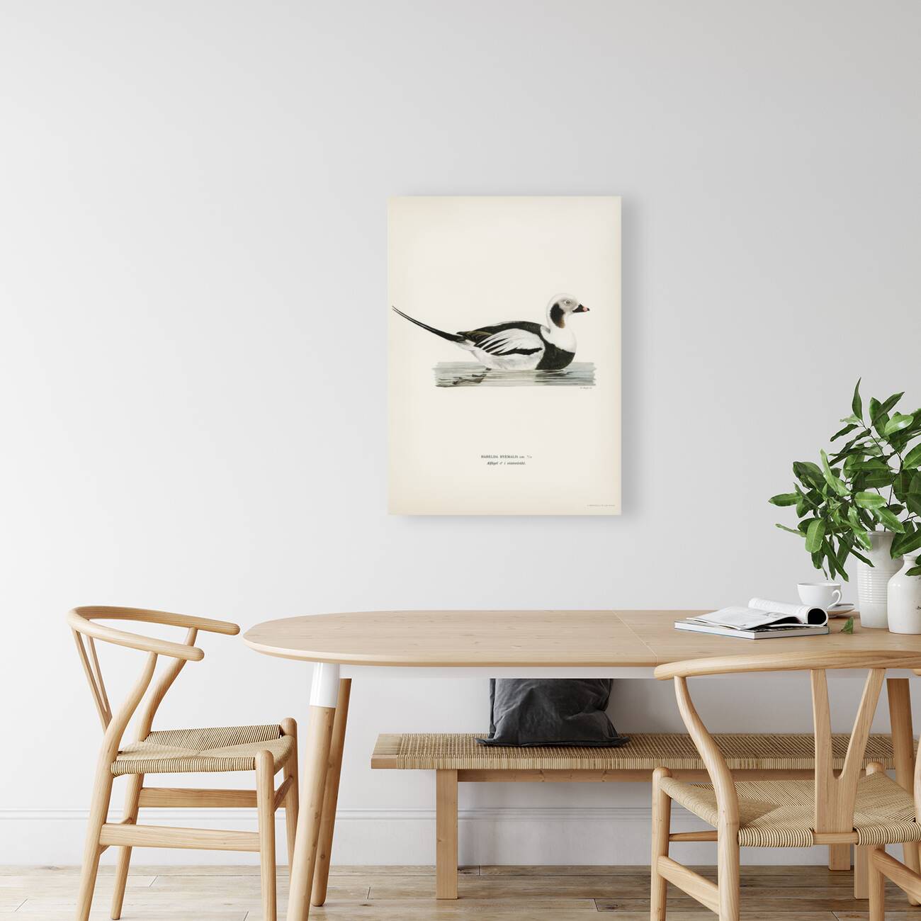 Long-tailed Duck male Harelda hyemalis Reproduction