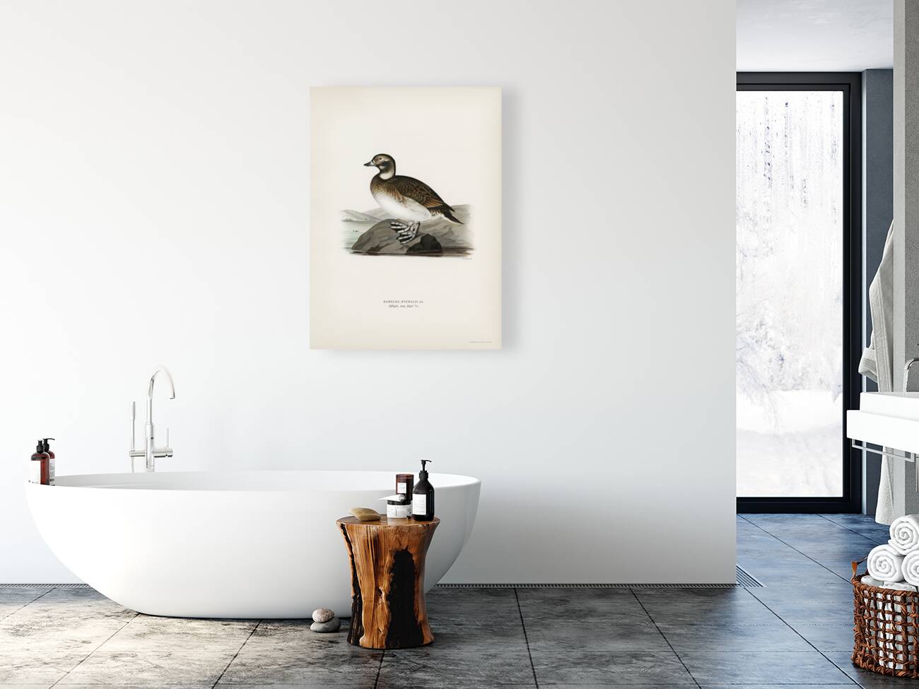 Long-tailed Duck Harelda hyemalis Reproduction