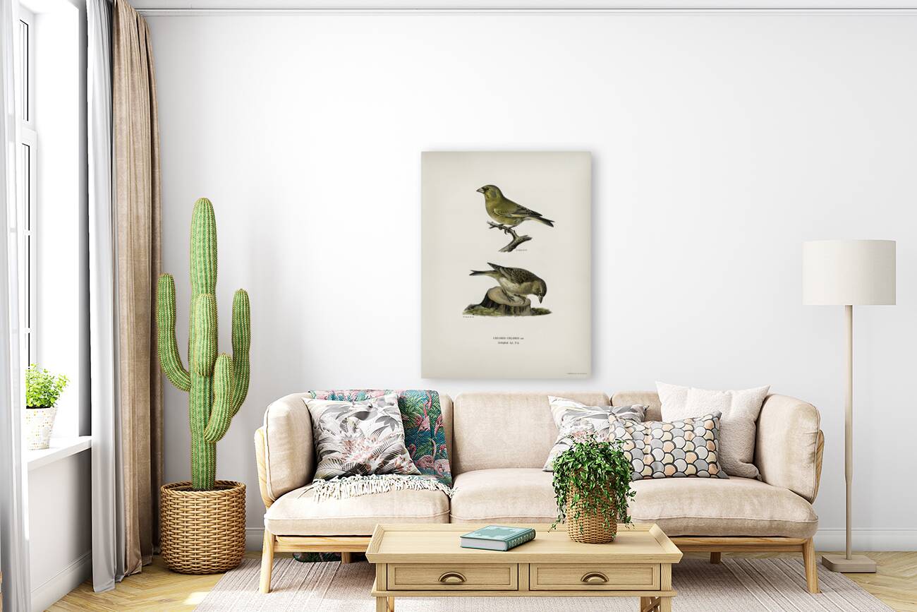 Chloris Chloris Reproduction