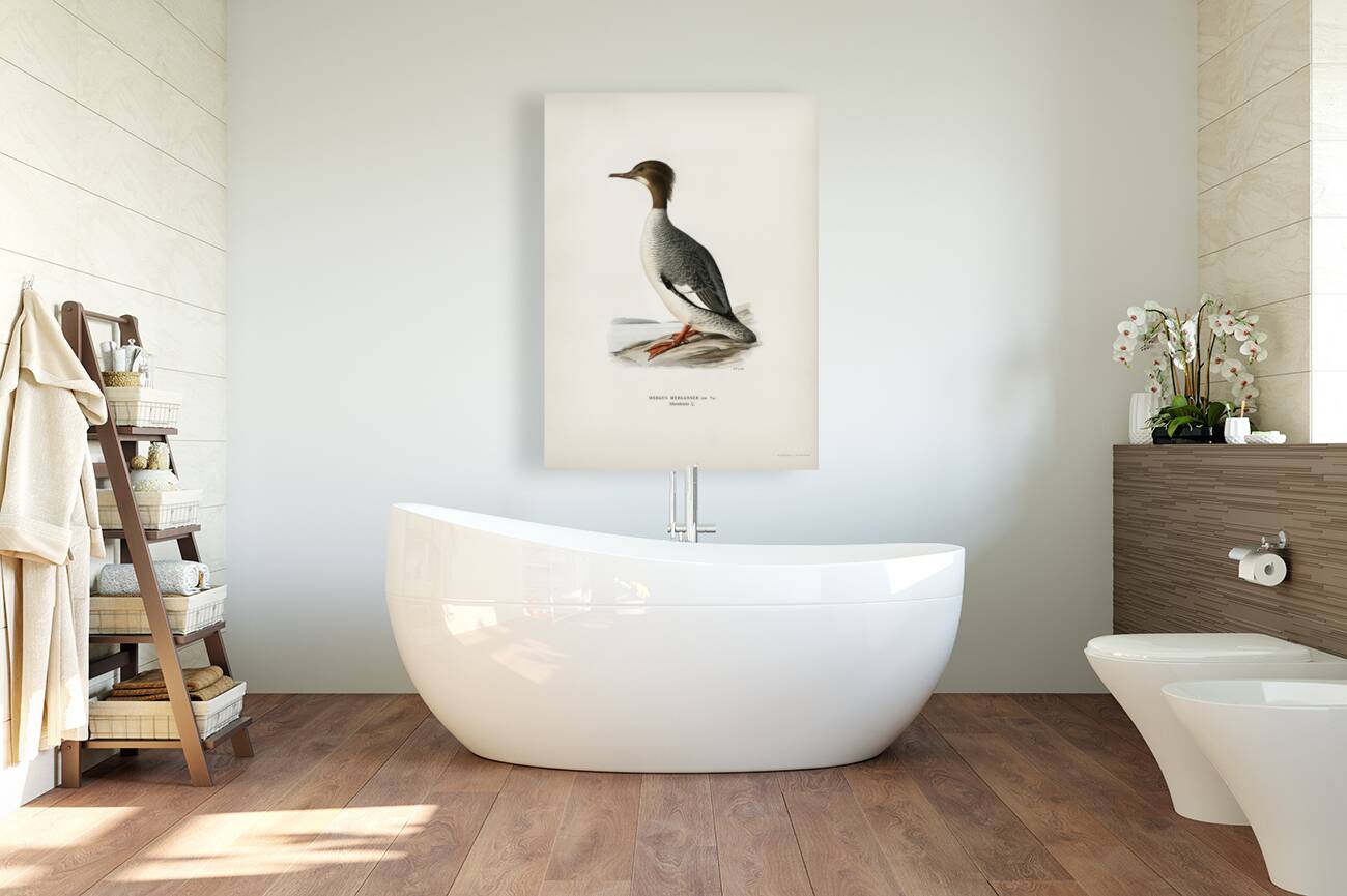 Mergus merganser Reproduction