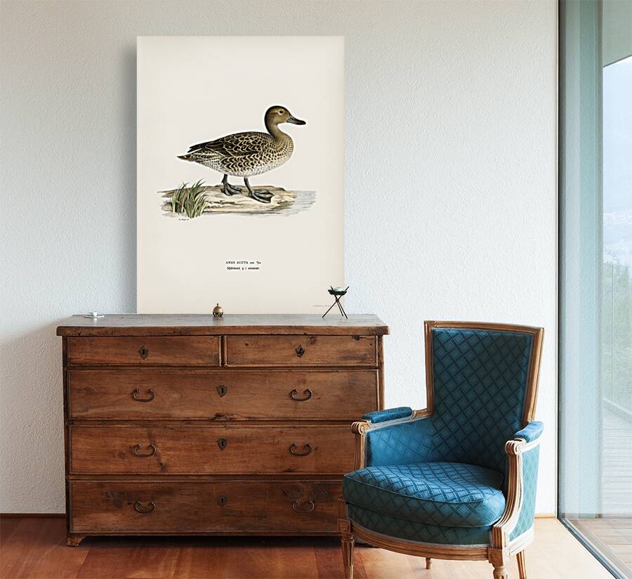 Pintail Anas acuta Reproduction