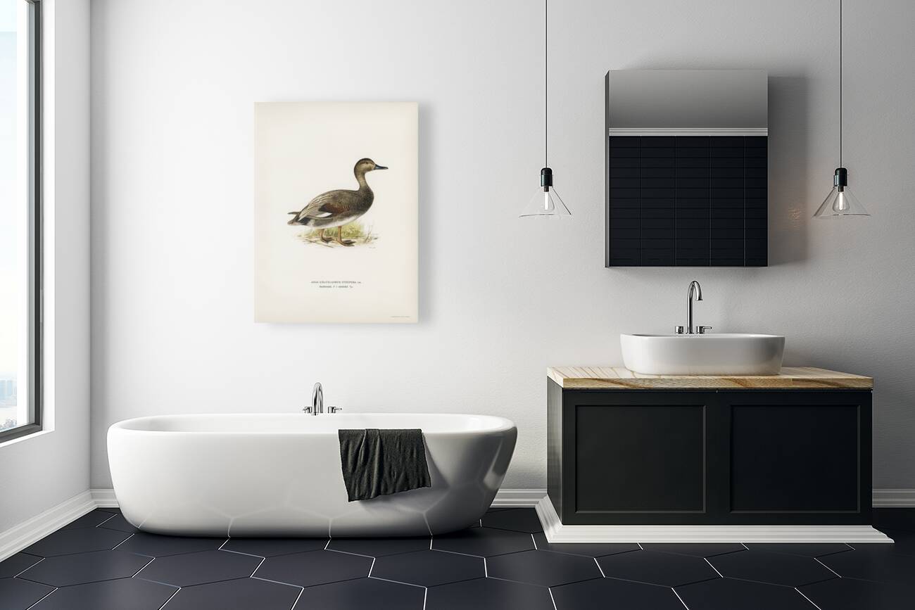 Gadwall Anas Chauelasmus Strepera Reproduction