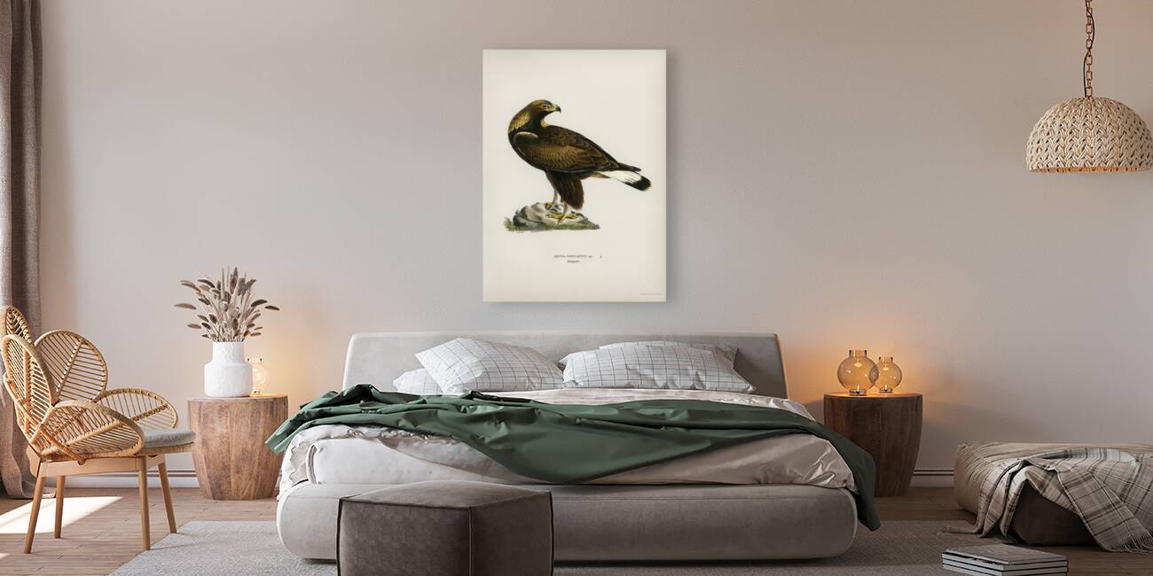 Golden Eagle Aquila chrysaetos Reproduction
