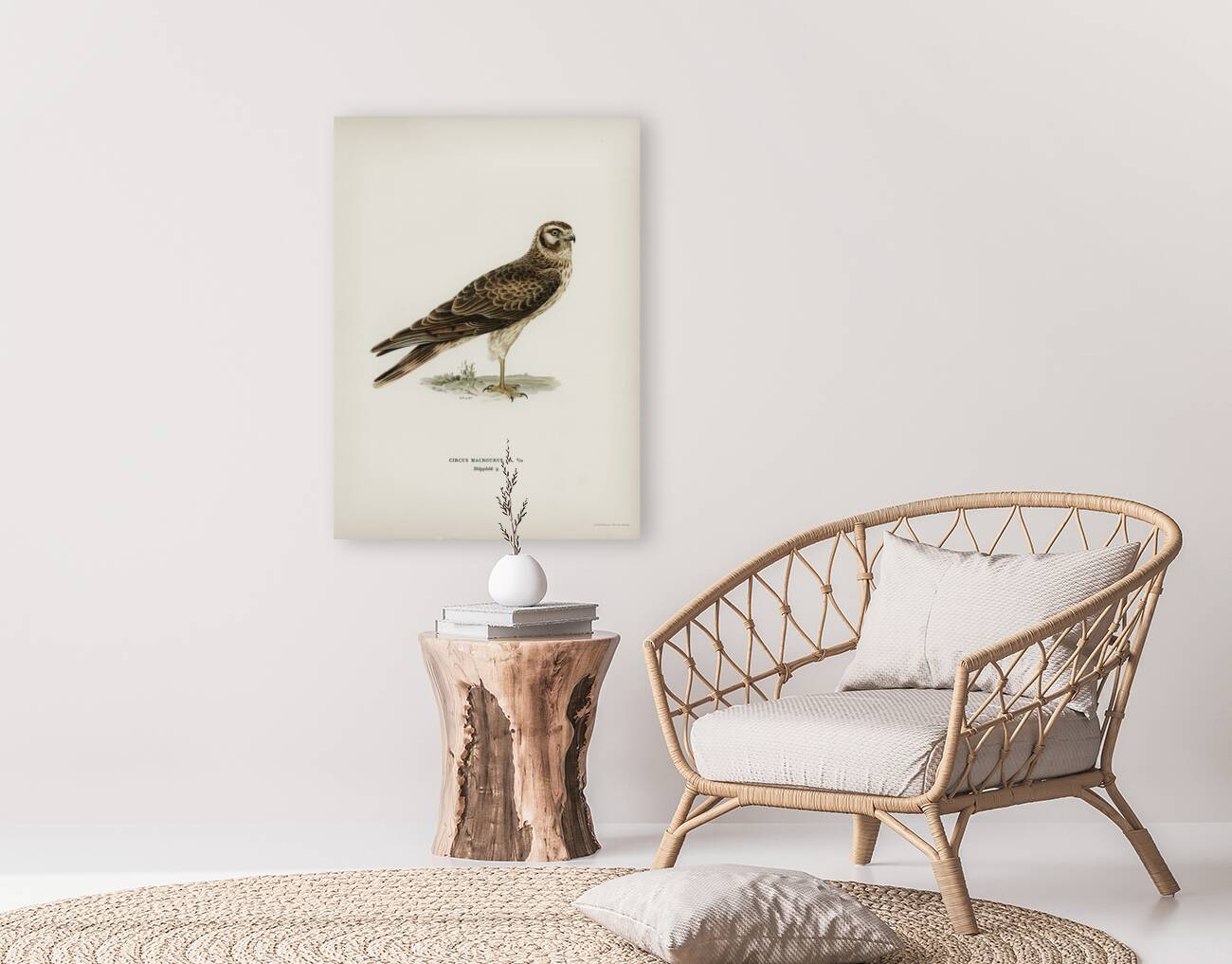 Pale Harrier Pallid Harrier female Circus macrourus Reproduction