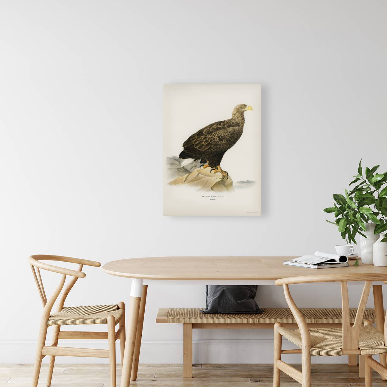 White-tailed eagle Reproduction