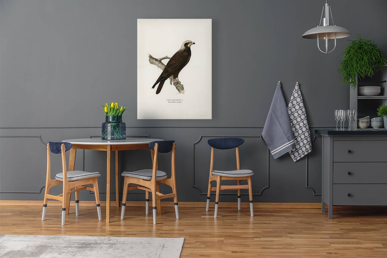 Marsh Harrier Circus aeruginosus Reproduction