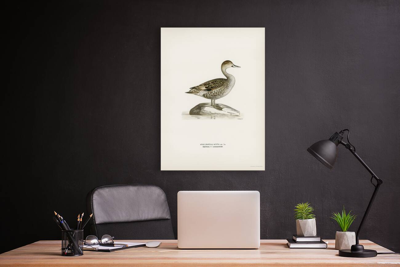 Northern Pintail Anasdafila acuta Reproduction