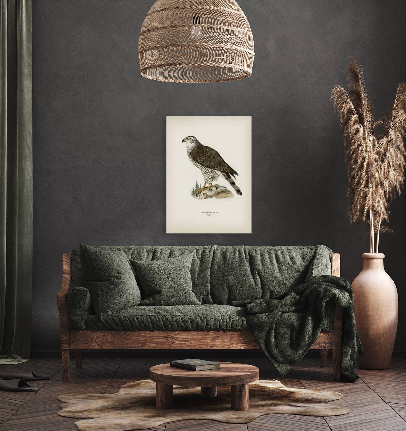 Goshawk female Accipiter gentilis Reproduction