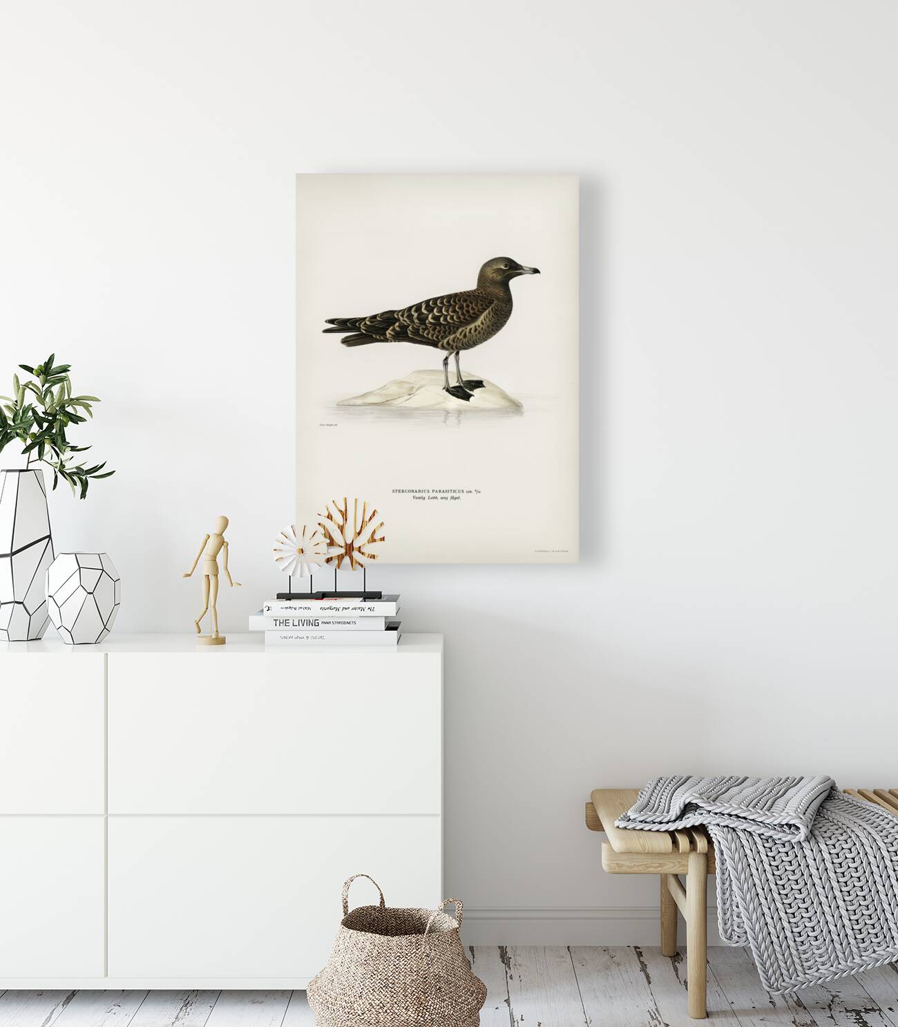 Parasitic jaeger Stercorarius parasiticus Reproduction