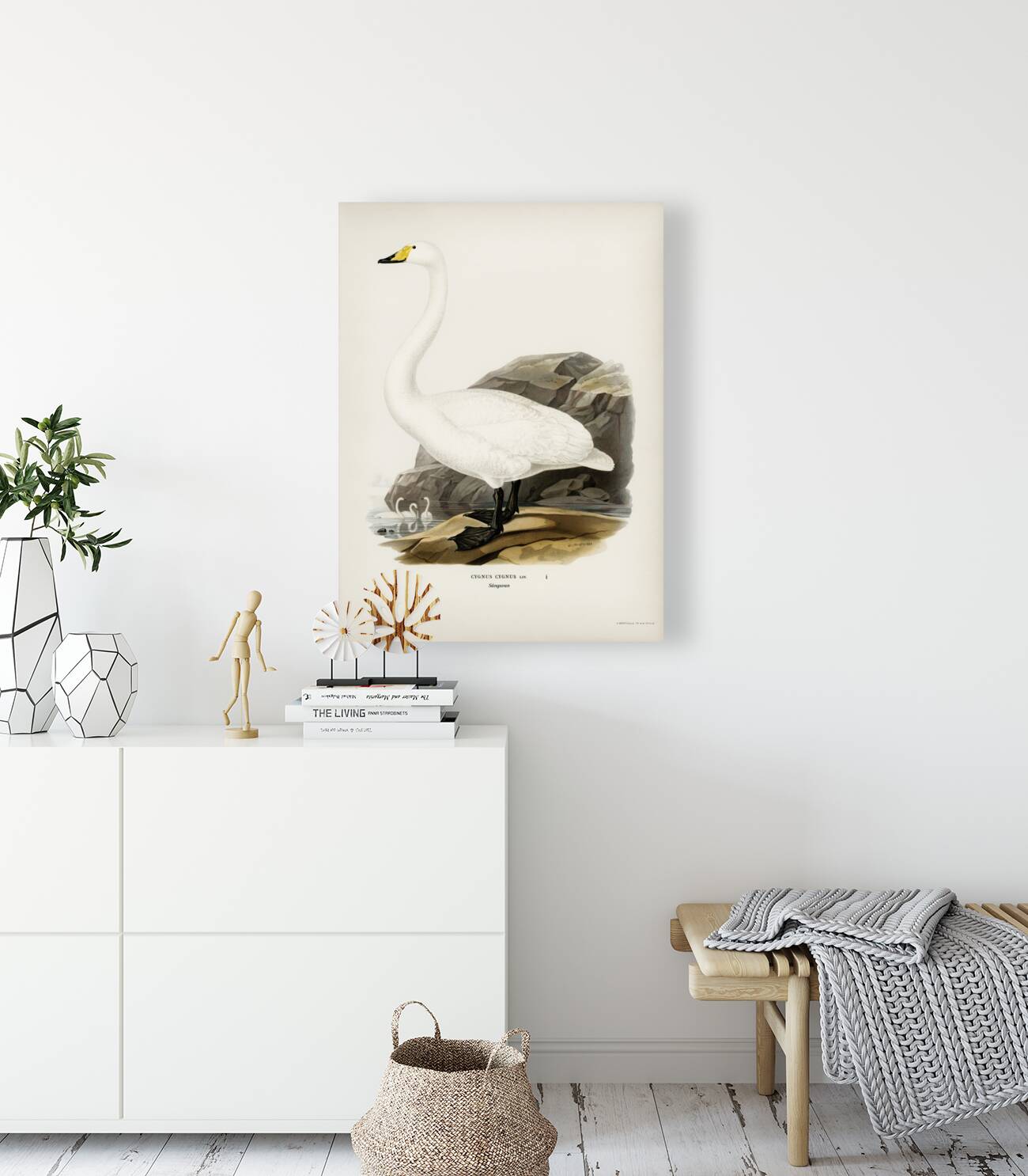 Whooper Swan Cygnus cygnus Reproduction