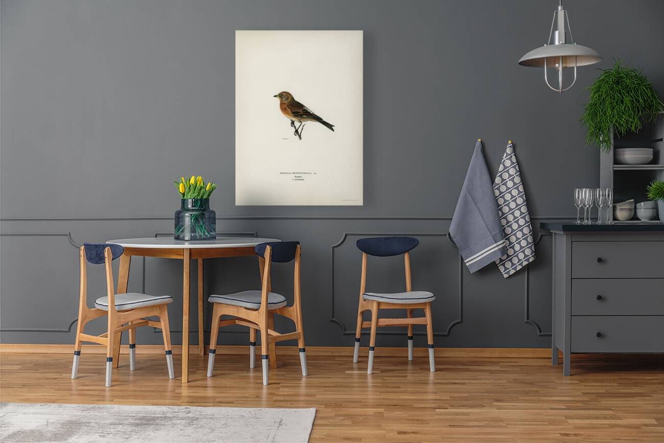 Brambling Fringilla montifringilla Reproduction