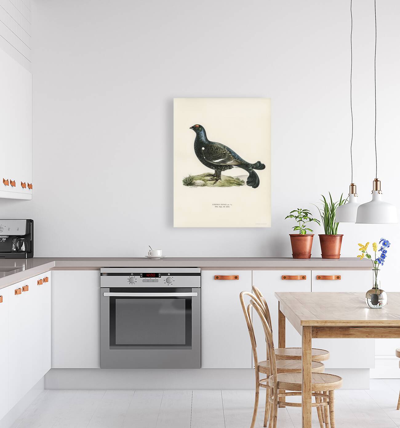 Black grouse Lyrurus tetrix Reproduction