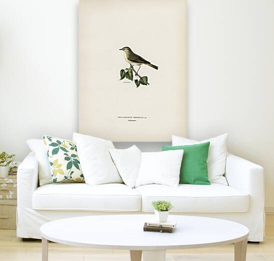 Willow Warbler Phylloscopus trochilus Reproduction