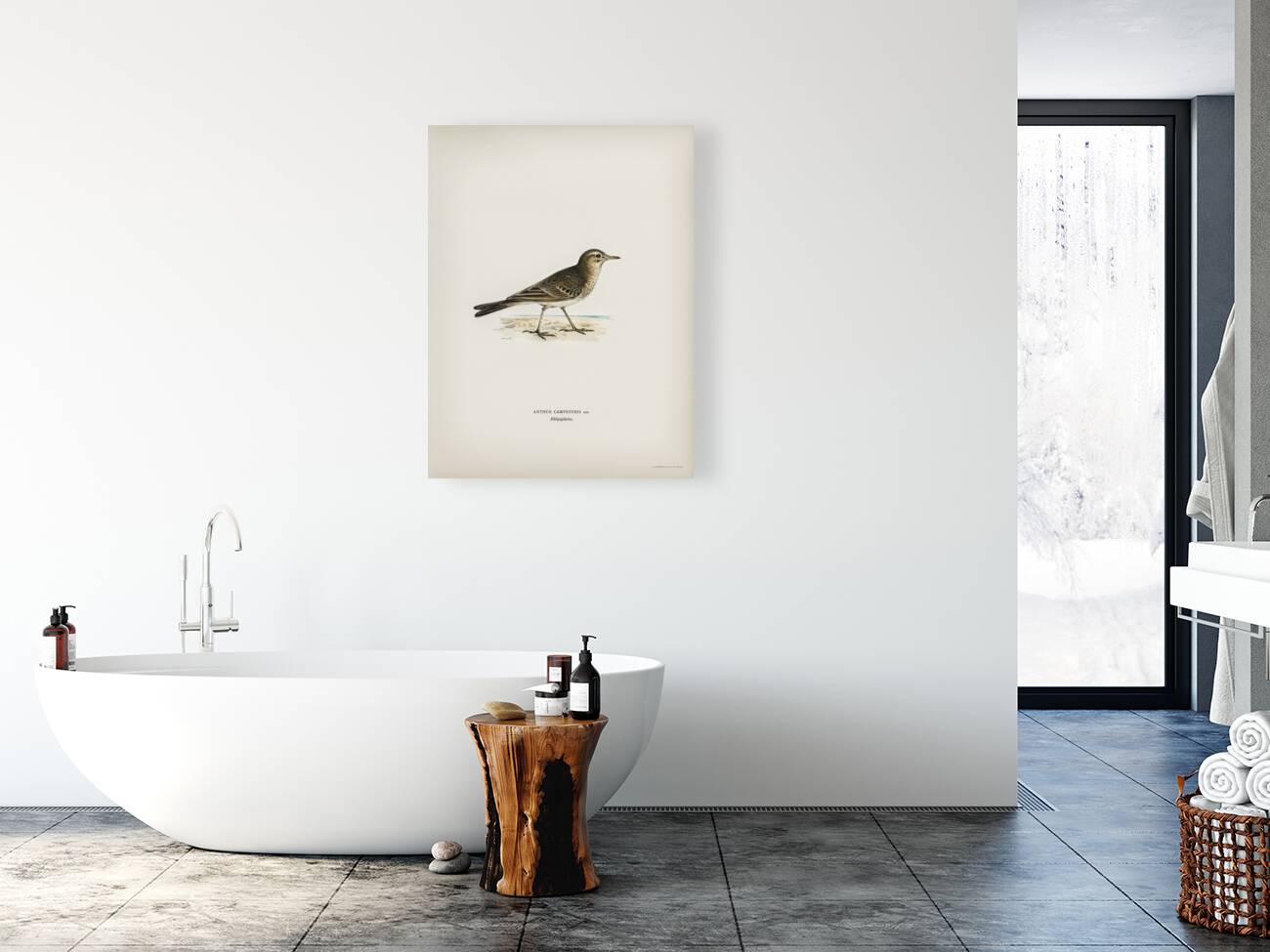 Tawny pipit Anthus campestris Reproduction