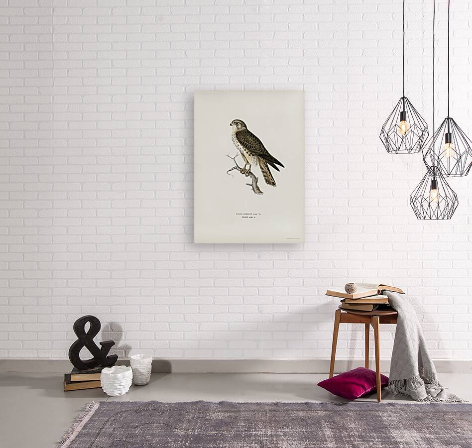 Tawny pipit Anthus campestris Reproduction