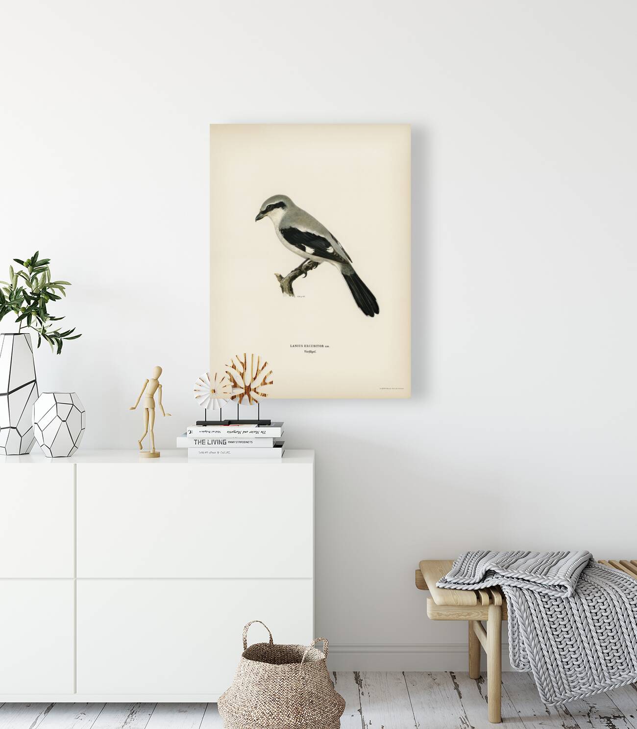 Great Grey Shrike Lanius excubitor Reproduction