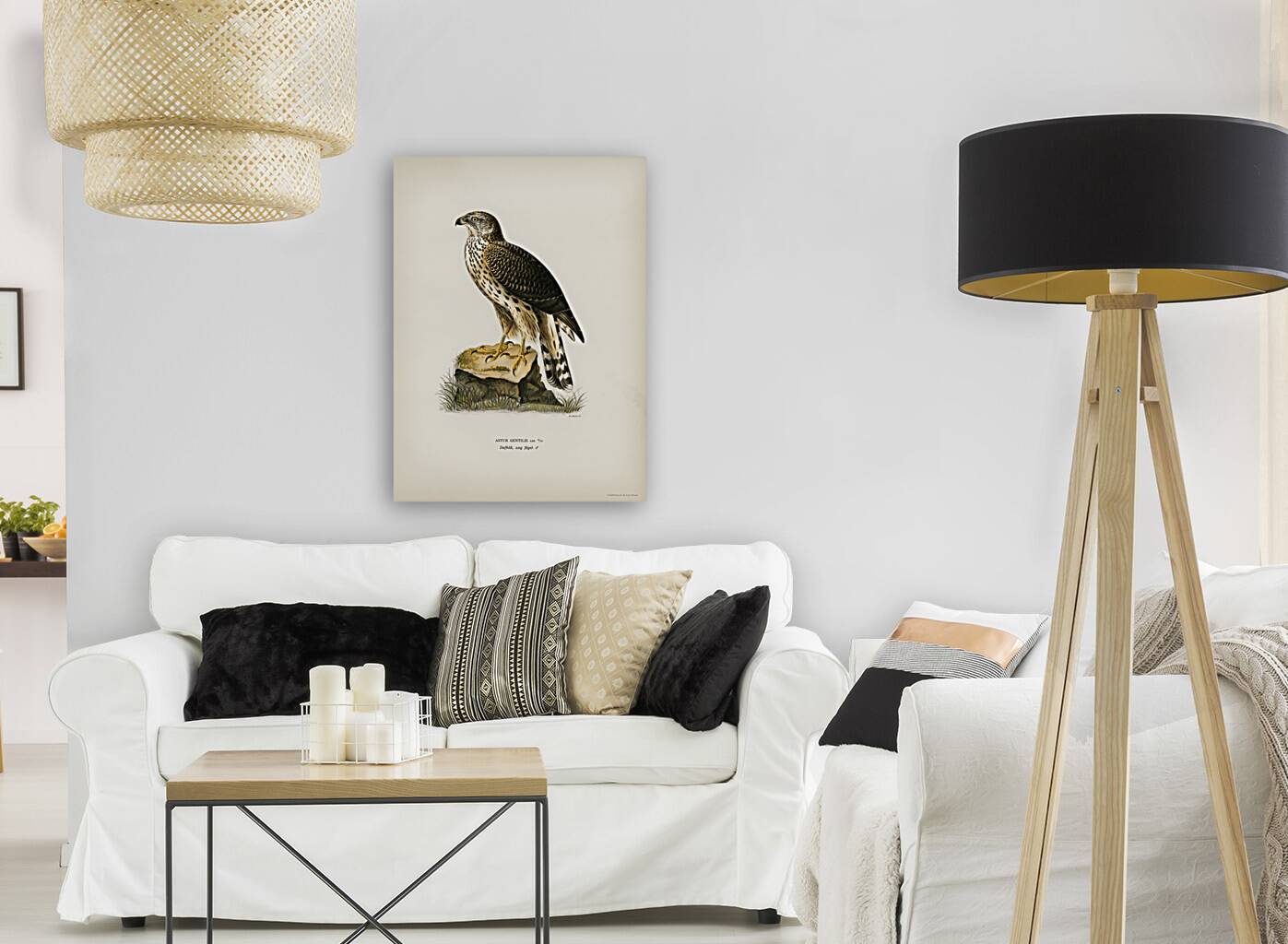 Goshawk Accipiter gentilis Reproduction