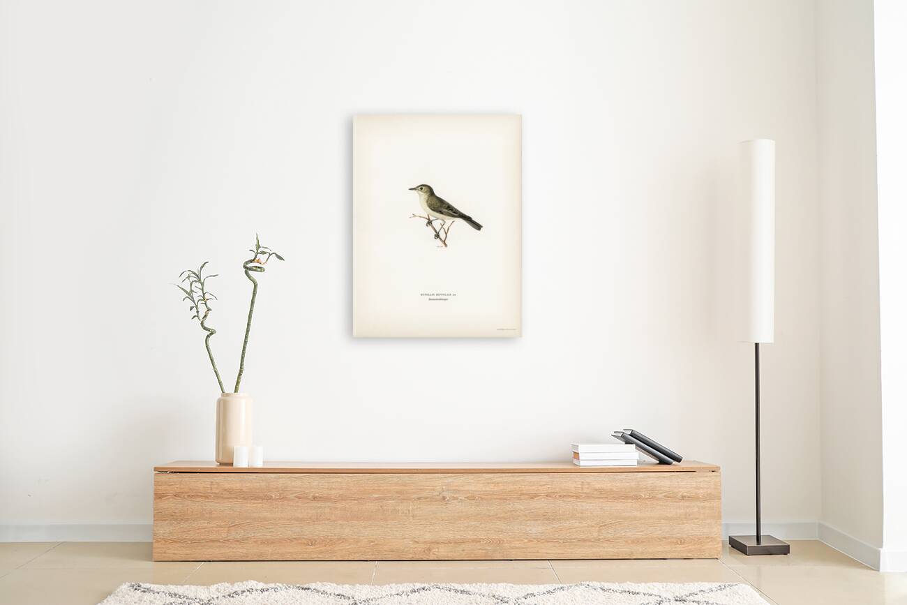 Tree warbler Hypolais hipolais Reproduction