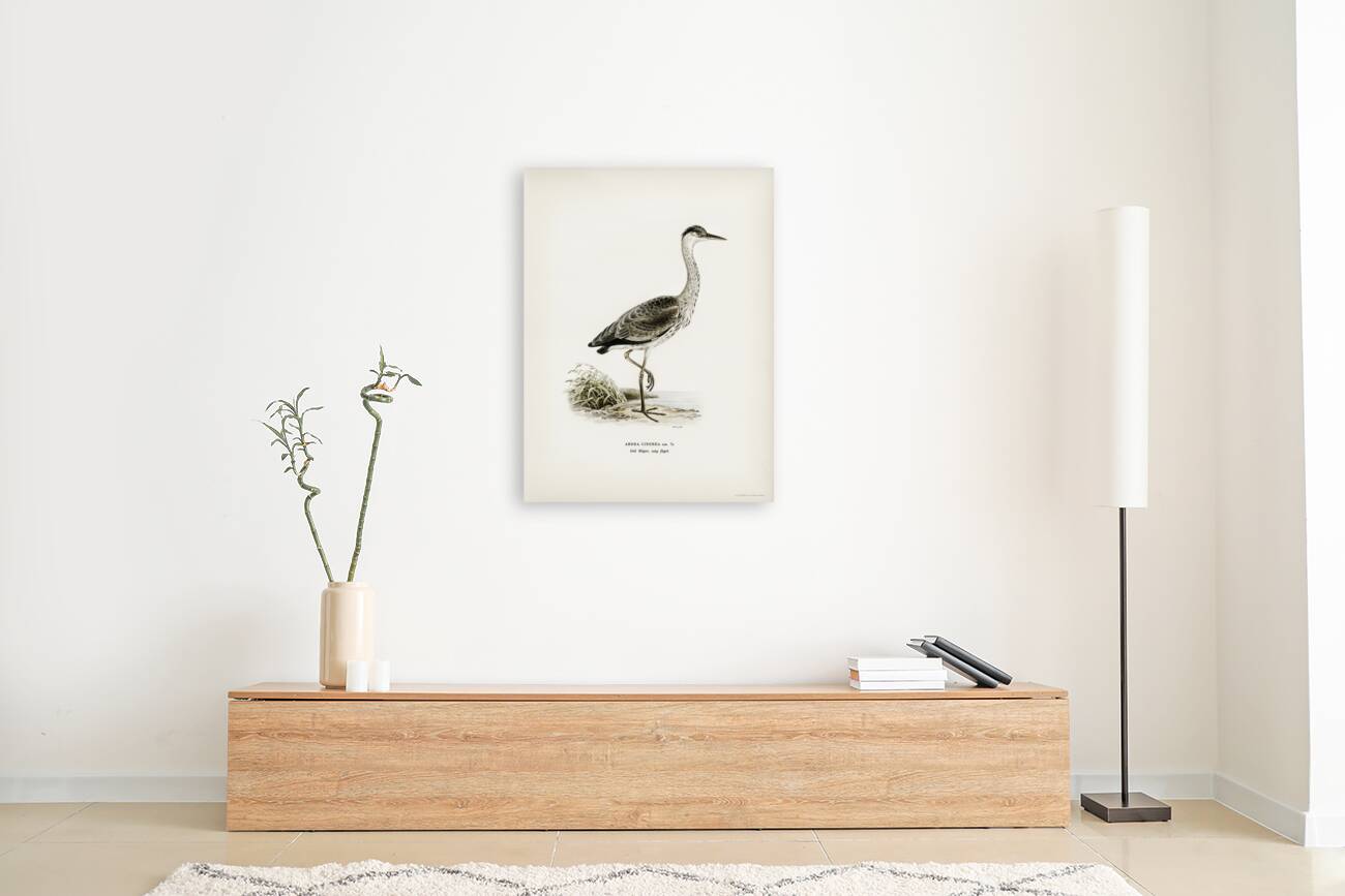 Gray heron Ardea cinerea Reproduction