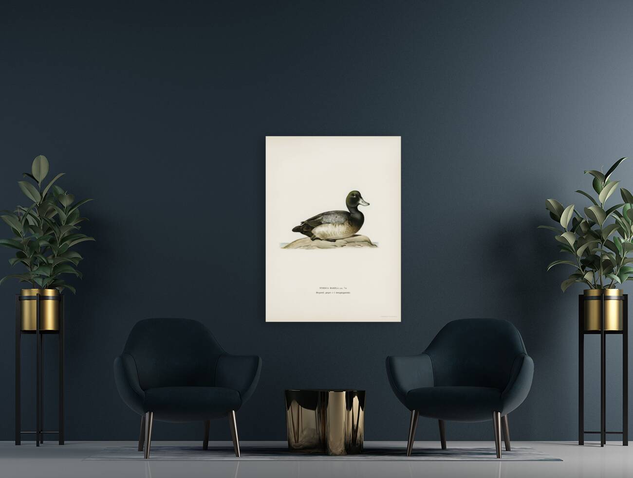 Greater Scaup Scaup female Nyroca marila Reproduction