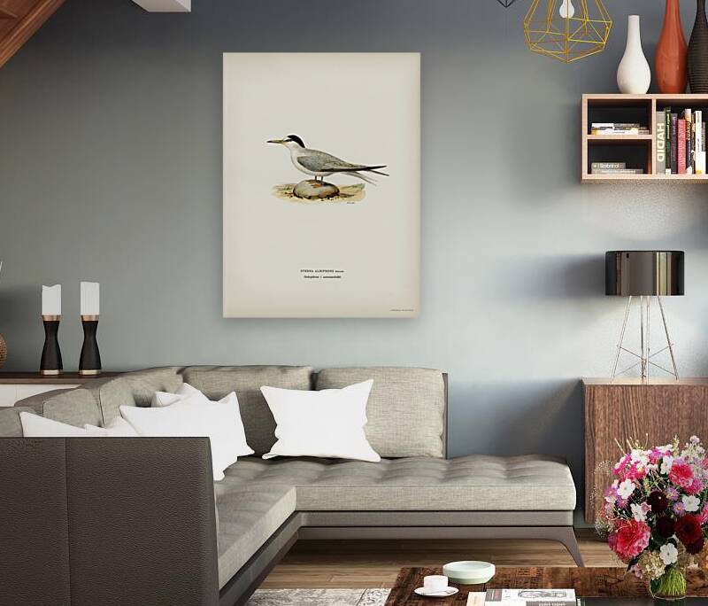 Little tern Sterna albifrons Reproduction