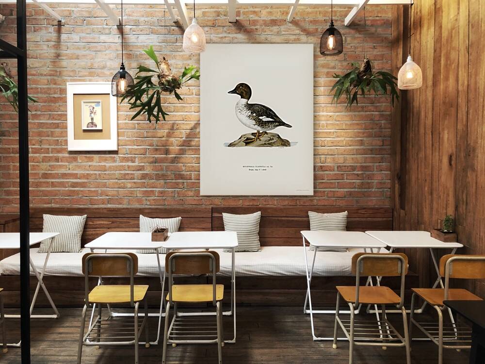 Goldeneye male Bucephala clangula Reproduction