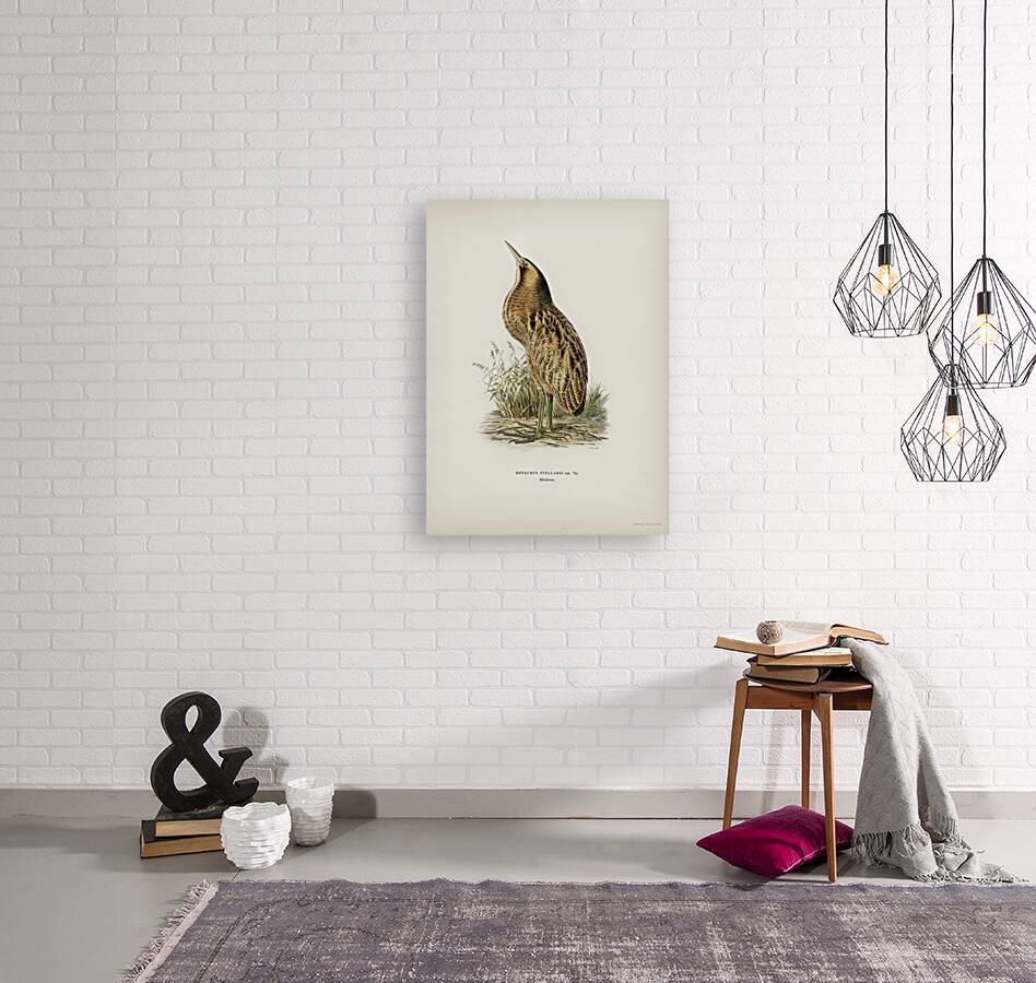 Bittern Botaurus stellaris Reproduction