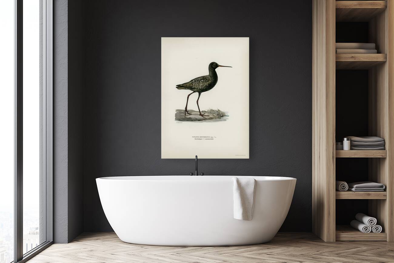 Spotted redshank Totanus erythropus Reproduction