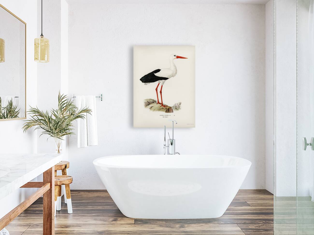 White stork ♀ Ciconia ciconia Reproduction