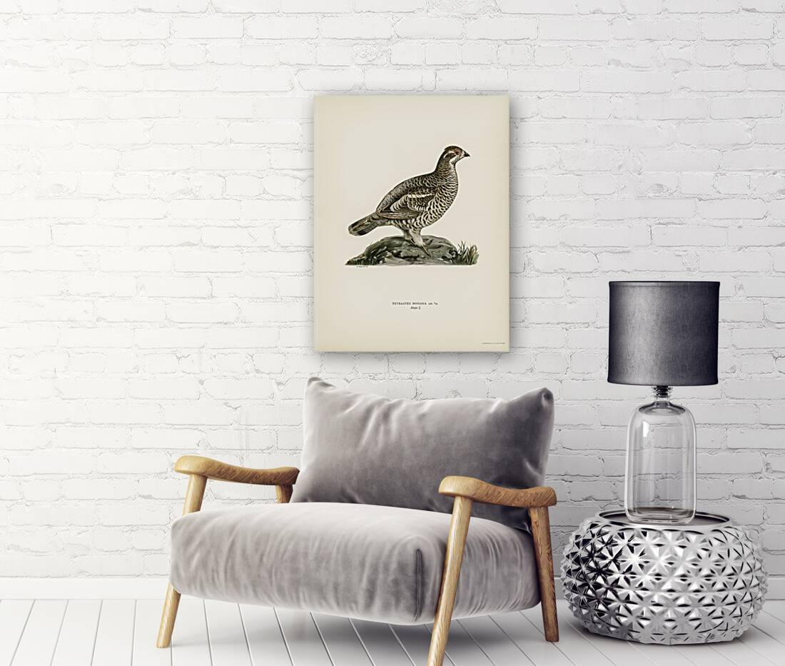 Hazel grouse Tetrastes Bonasia Reproduction