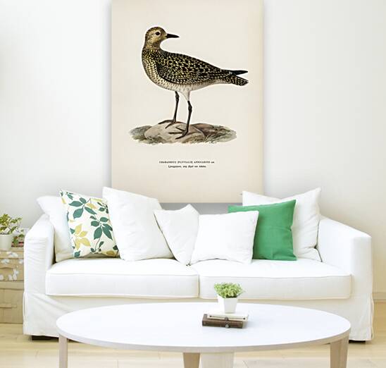 European Golden-Plover charadrius pluvialis apricarius Reproduction