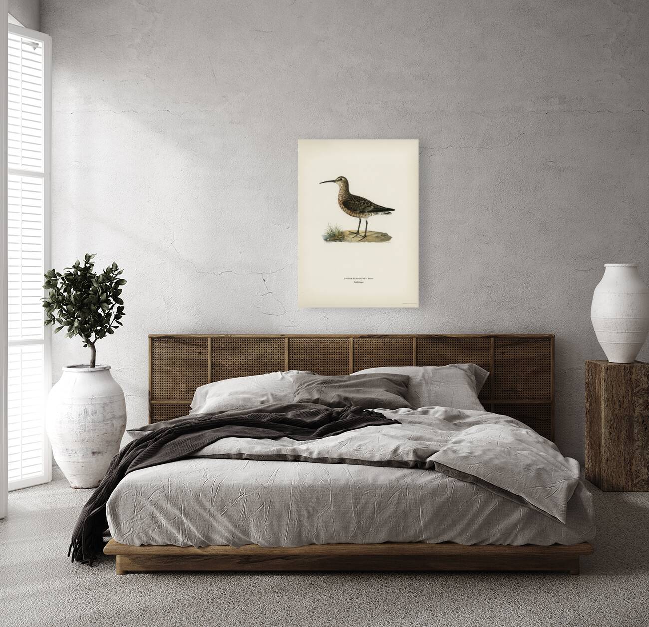 Great black-backed gull LARUS MARINUS Reproduction