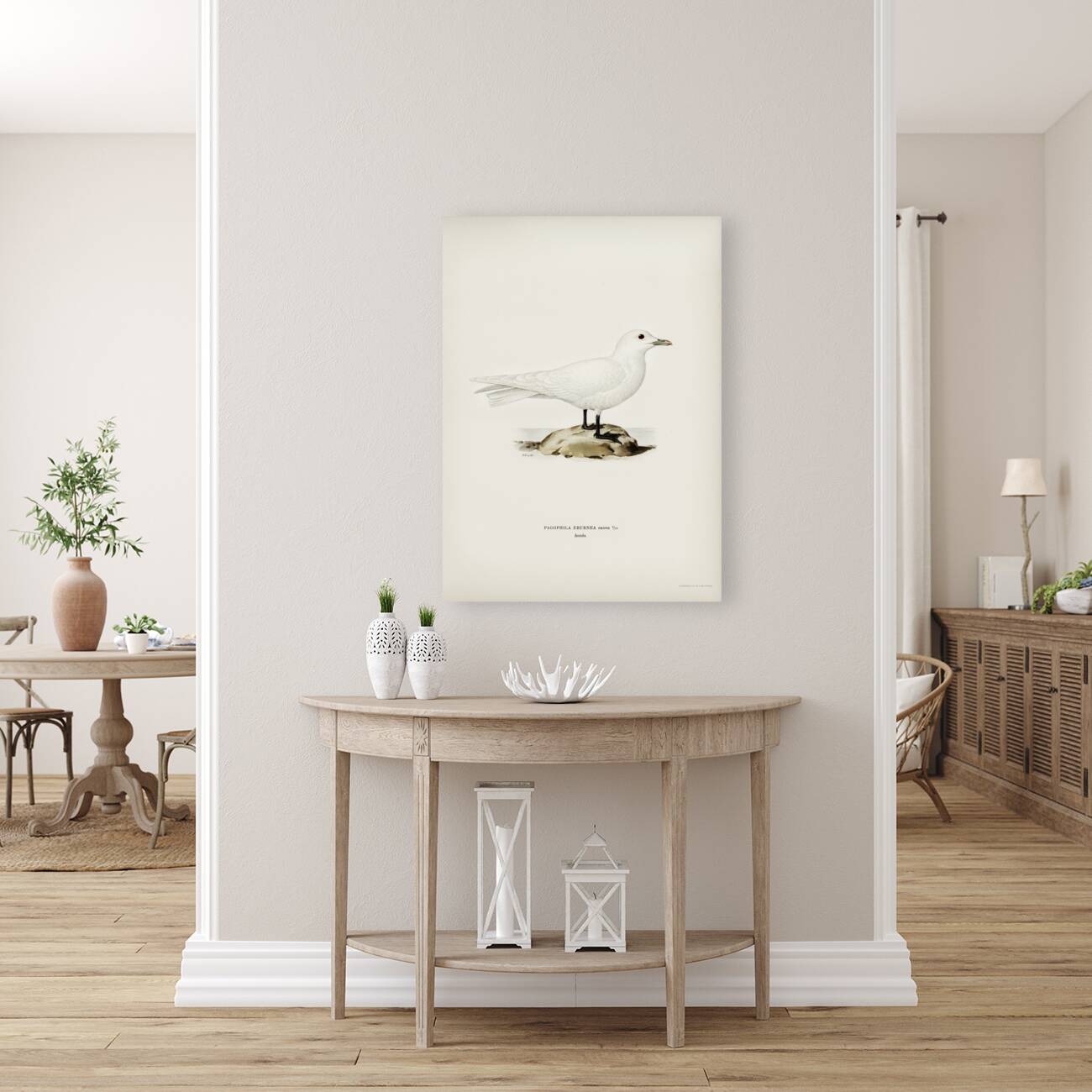 Ivory gull Pagophila eburnea Reproduction