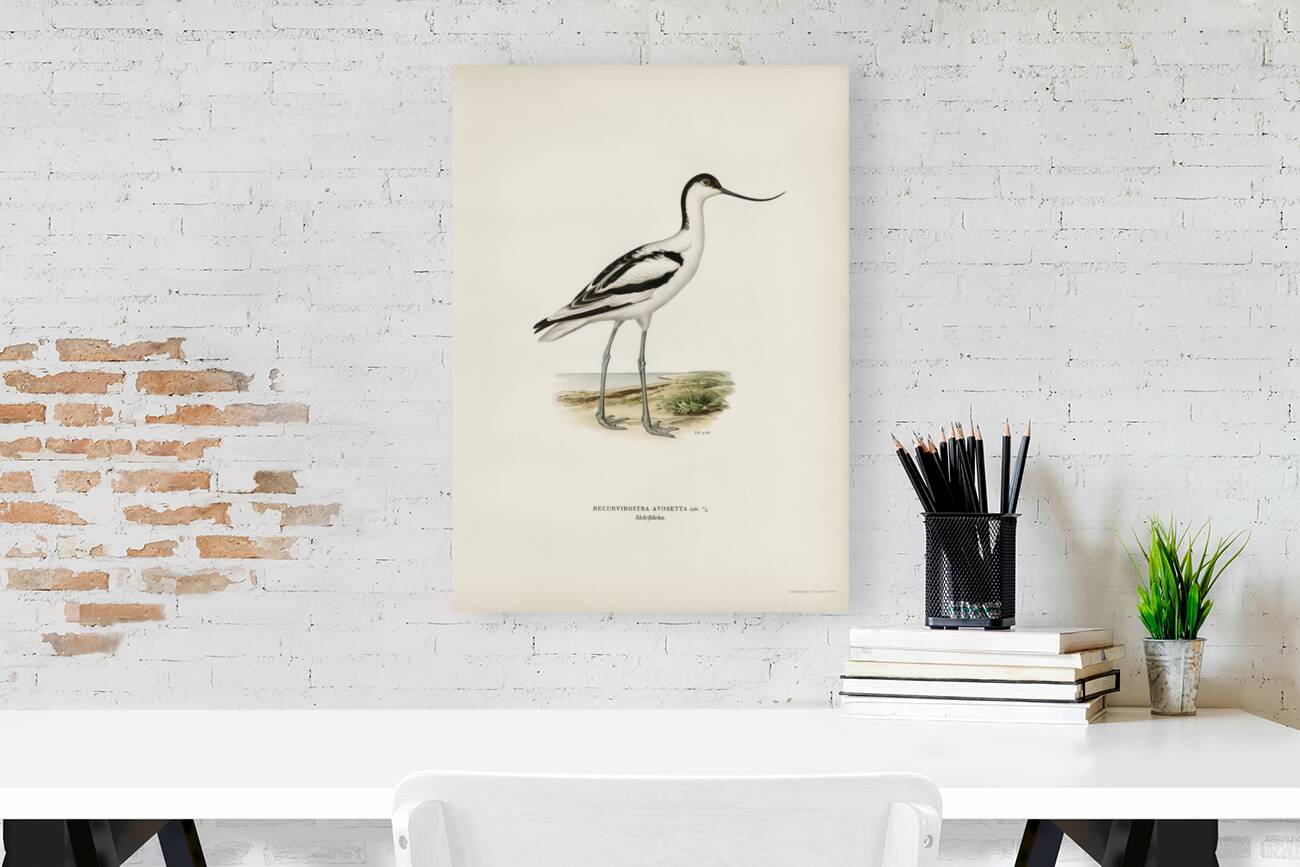 Pied avocet Recurvirostra avosetta Reproduction