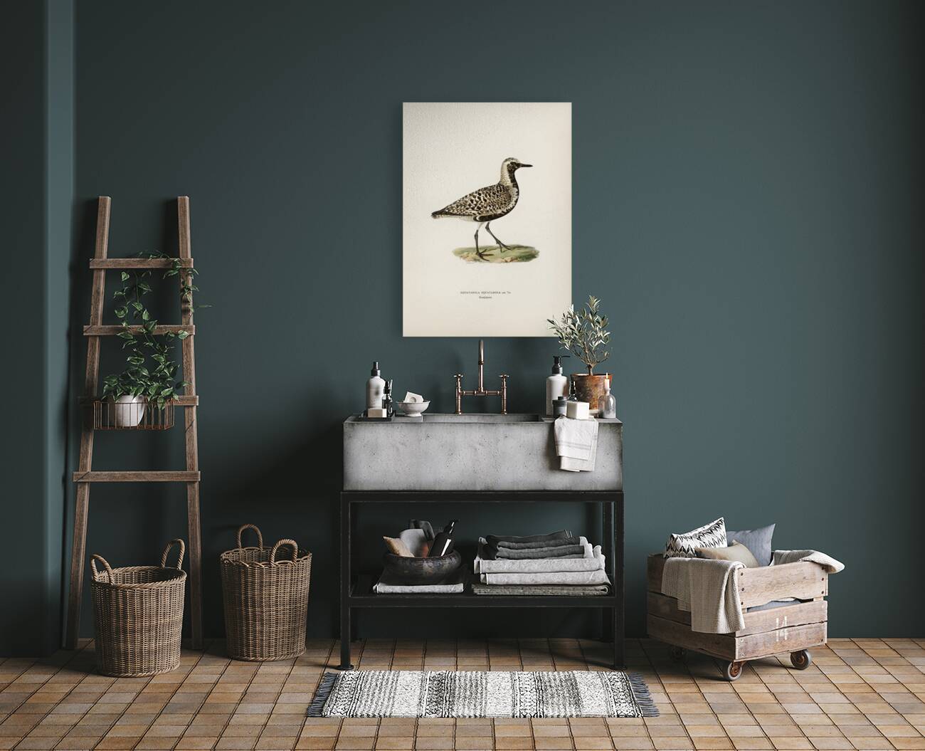 Grey plover Squatarola squatarola Reproduction