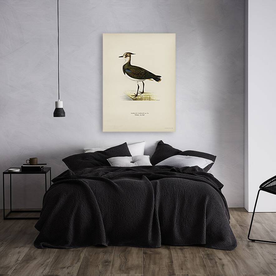 Nortnern lapwing vanellus vanellus Reproduction