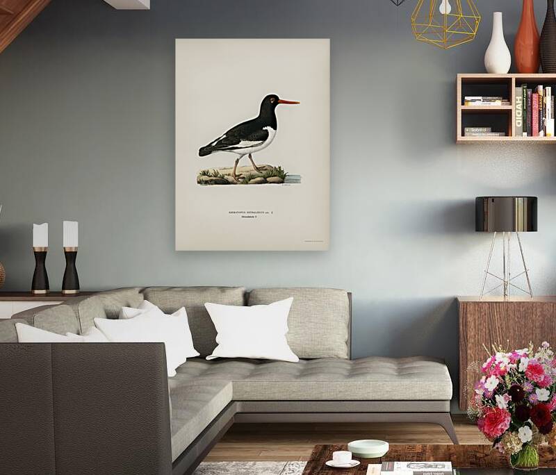 Eurasian oystercatcher ♀ Haematopus ostralegus Reproduction