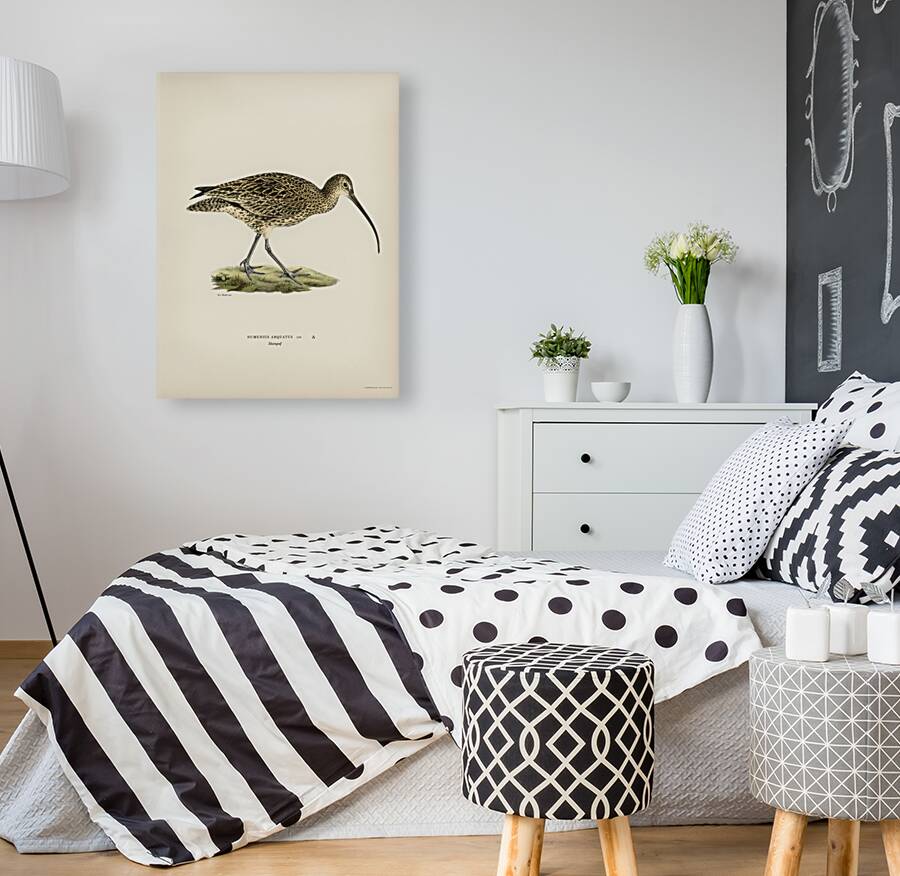 Eurasian curlew numenius arquatusf Reproduction