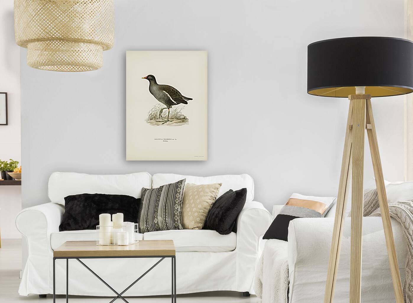 Common moorhen gallinula chloropus Reproduction