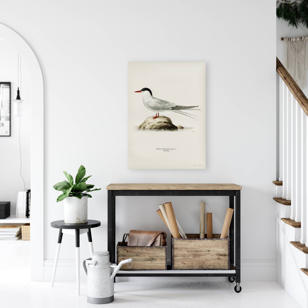 Arctic tern Sterna paradisaea Reproduction