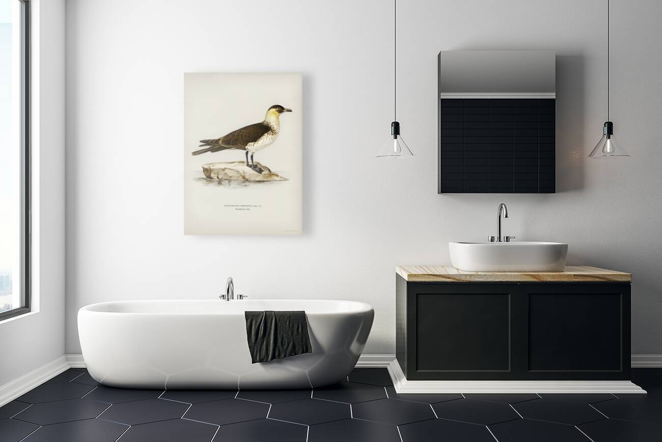 Pomarine jaeger Stercorarius pomarinus Reproduction