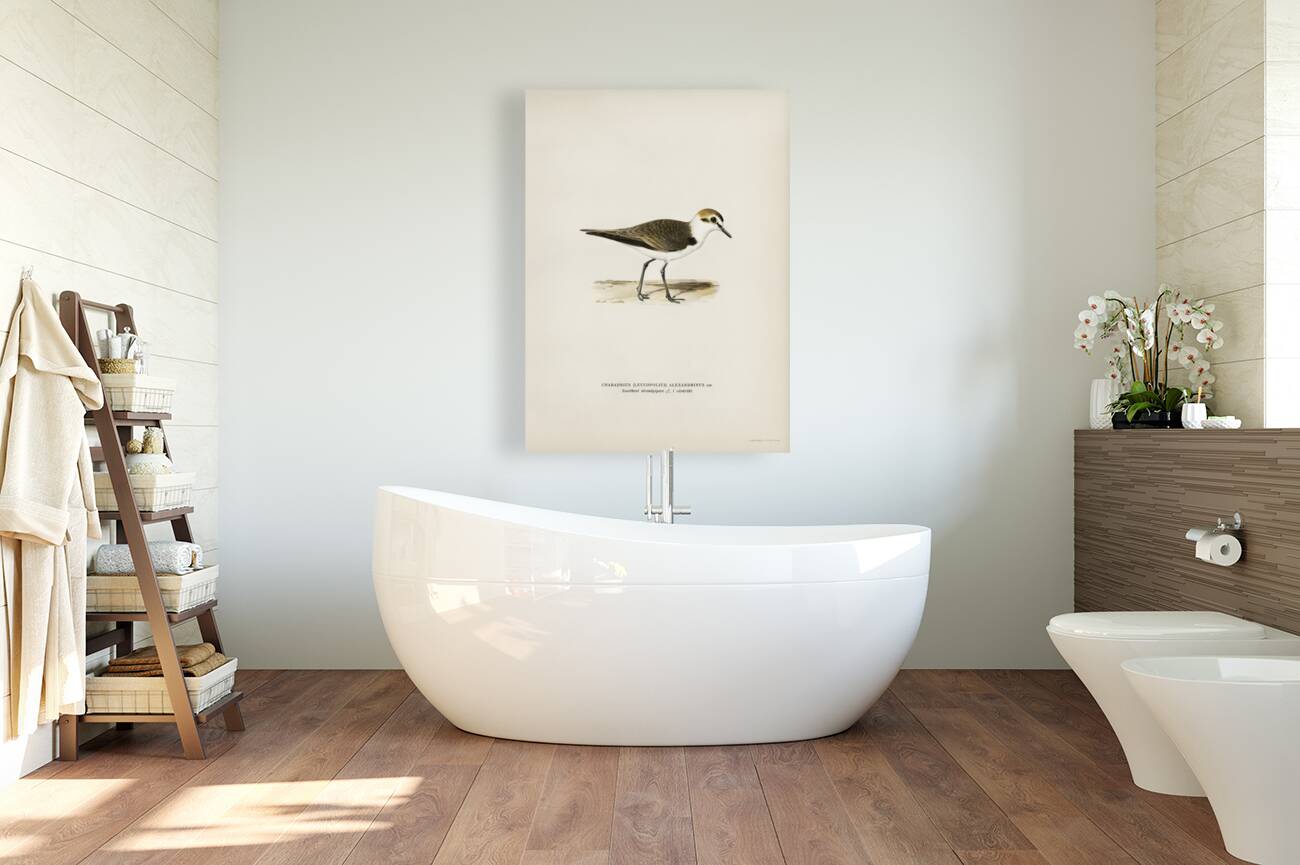 Kentish Plover charadrius alexandrinus ♂ Reproduction