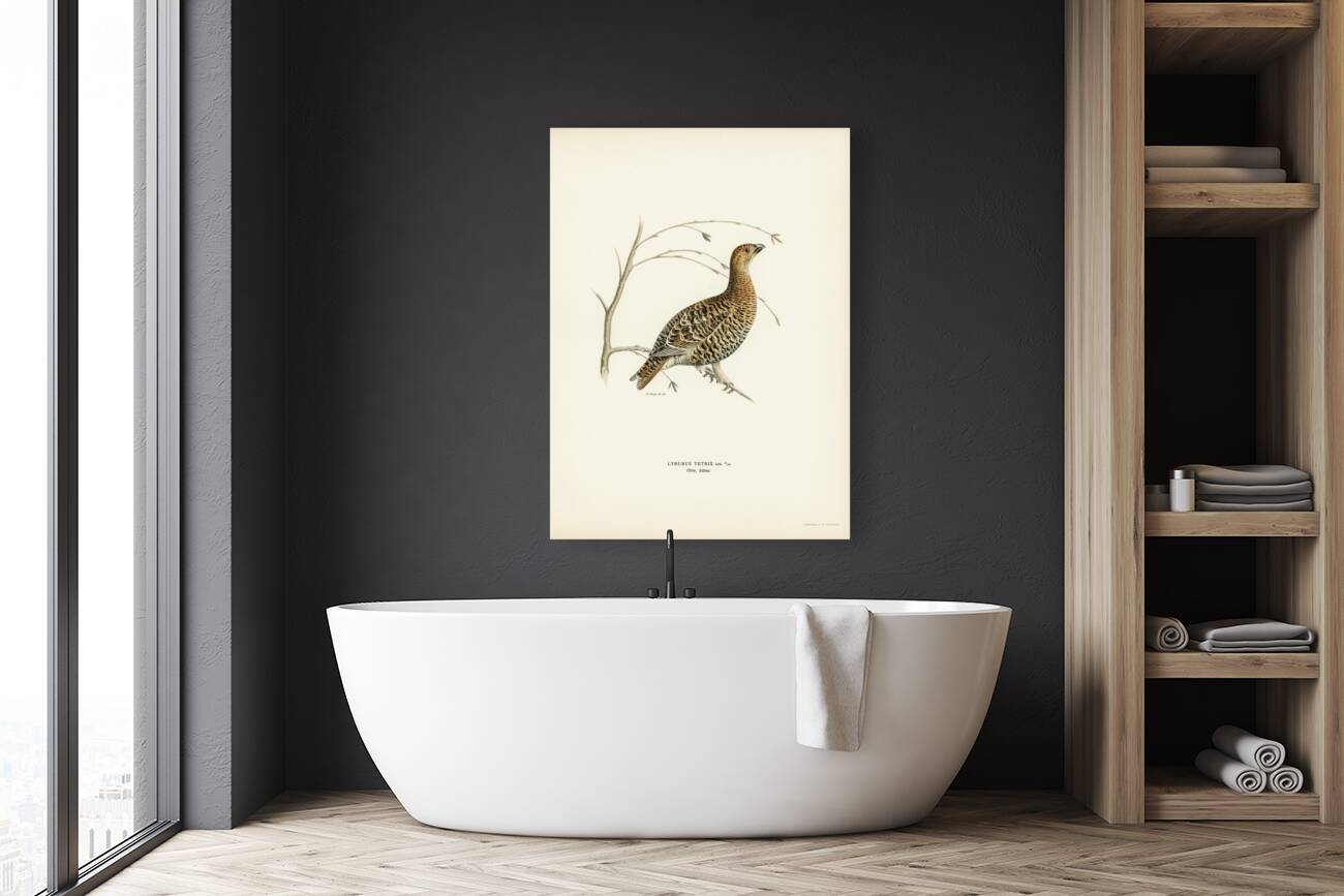 Black grouse Lyrurus tetrix Reproduction