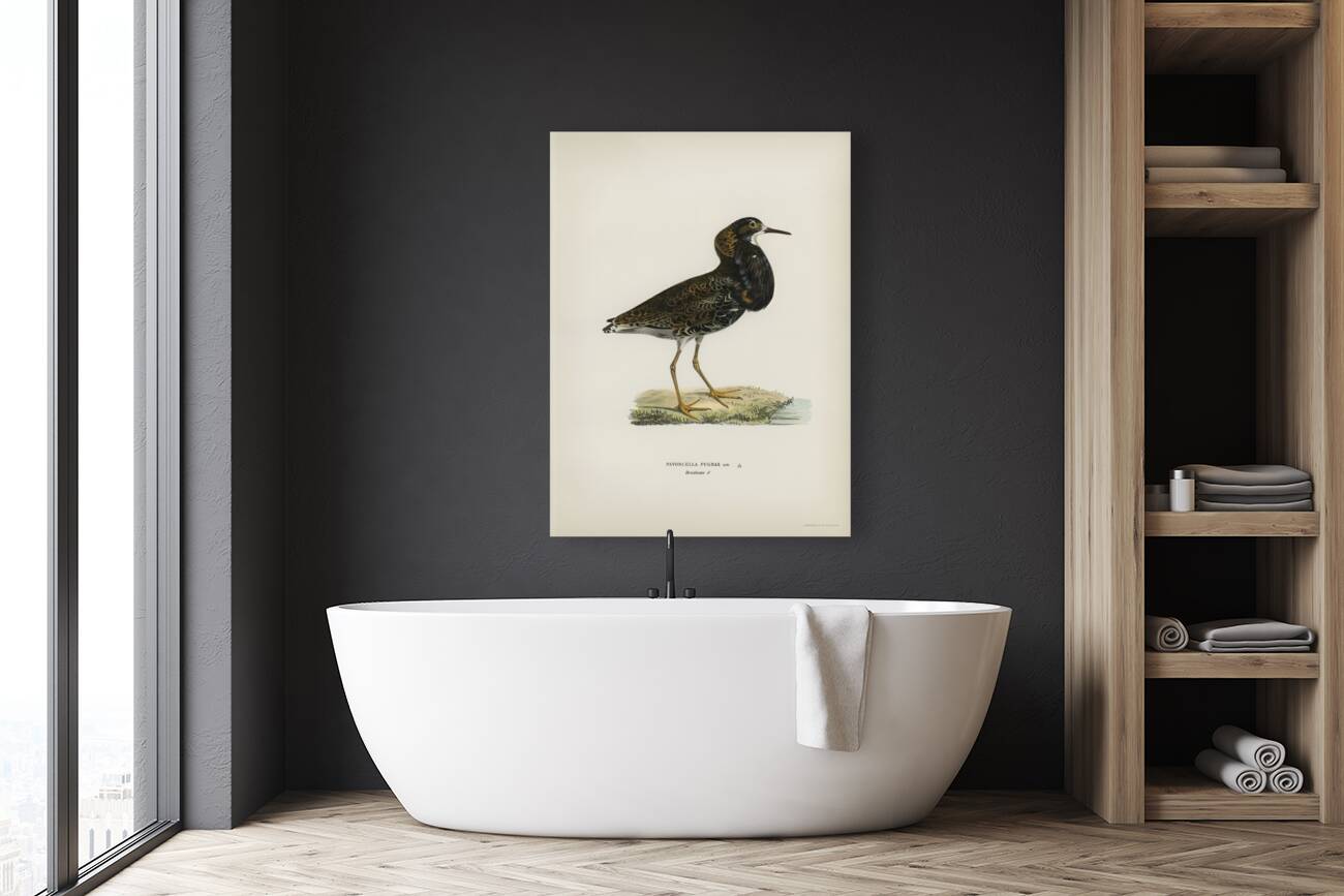 Ruff Pavoncella pugnaxr Reproduction