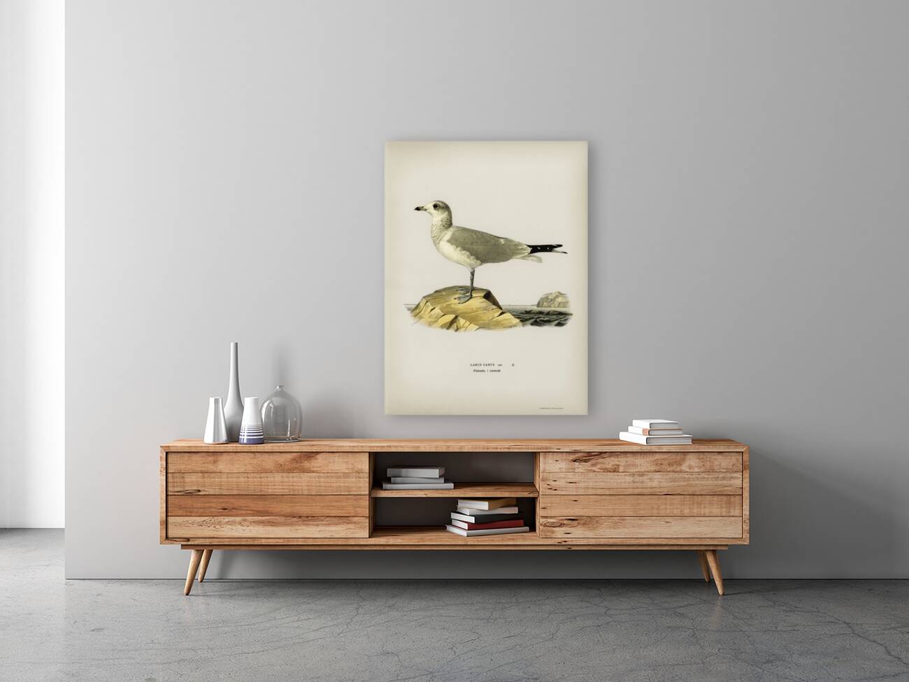 Common gull Larus canus Reproduction