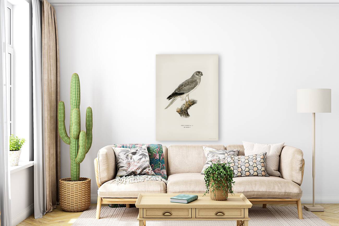 Hen Harrier male Circus cyaneus Reproduction