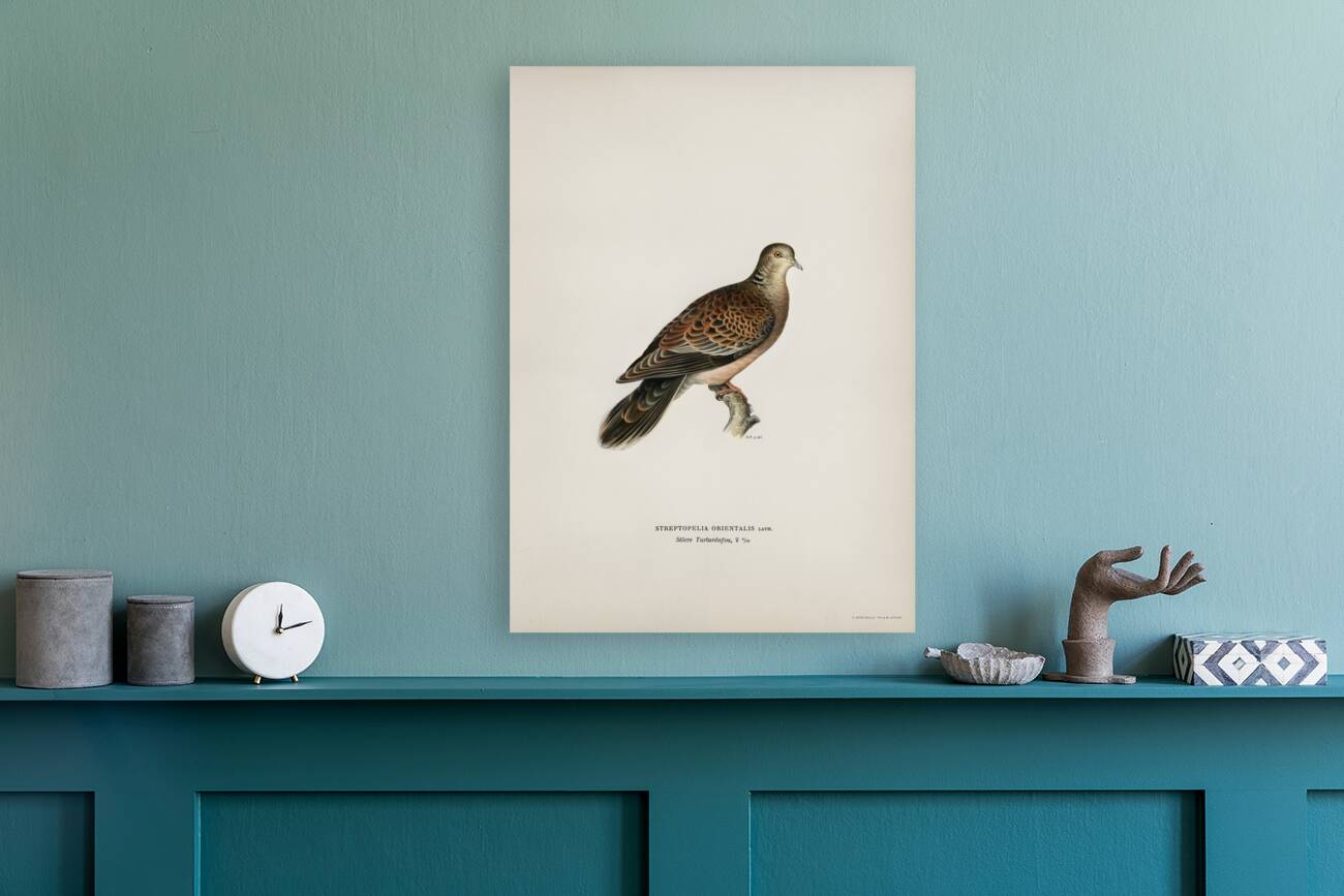 Oriental turtle dove ♀ Streptopelia orientalis Reproduction